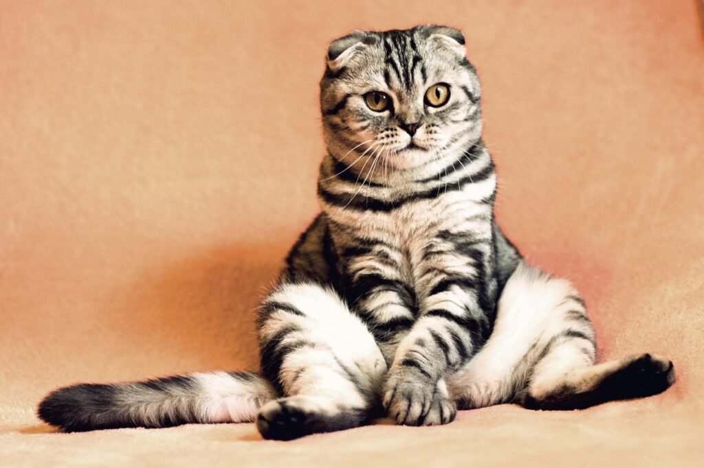 cat, kitten, pets, animals, housecat, feline, pet, nature, sitting, animal, funny, cute, adorable