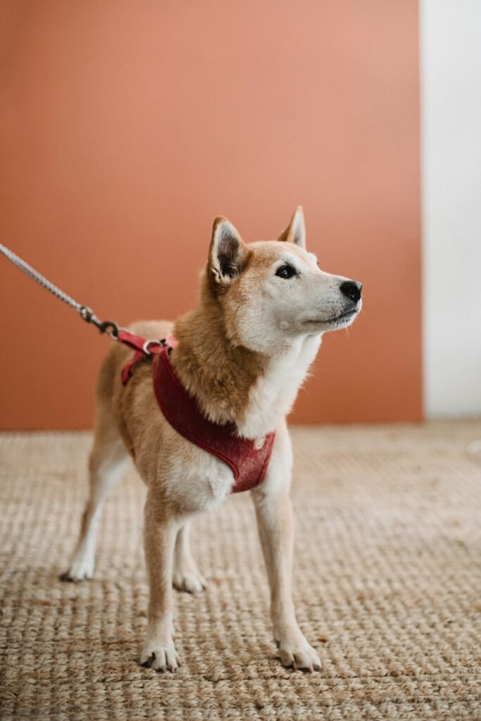 Charming Shiba Inu dog wearing a red harness, standing indoors on a carpet.
